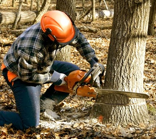 Tree Removal in Moran, MI